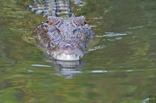 AustraliaAdelaide 10  038